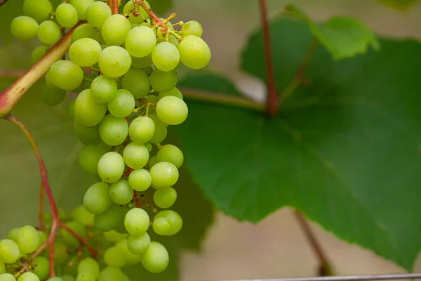 El cultivo de uvas en la vid —  Fotos de Stock