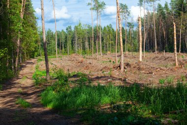 ormansızlaşma dan sonra orman arsa