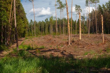 ormansızlaşma dan sonra orman arsa