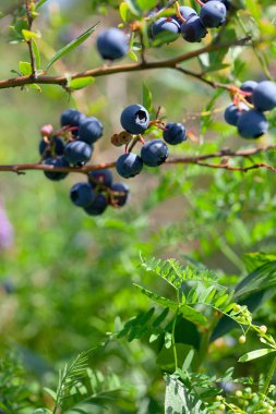 güneşli bir yaz gününde büyüyen yaban mersini