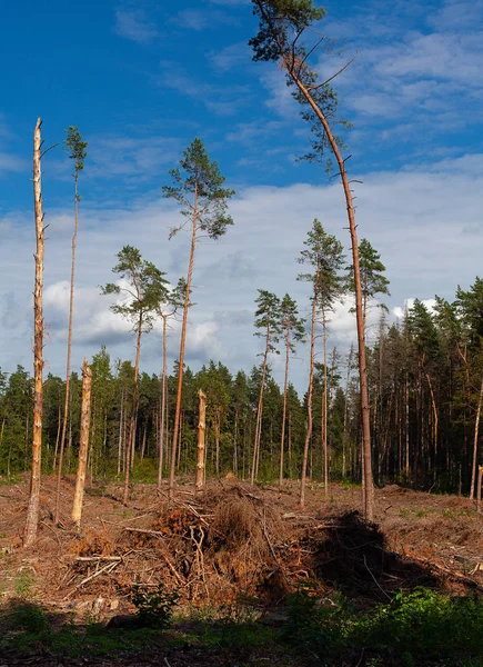 Skogs tomten efter avskogning — Stockfoto