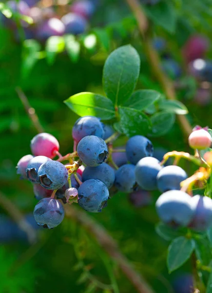 Cultiver des bleuets par une journée ensoleillée d'été — Photo