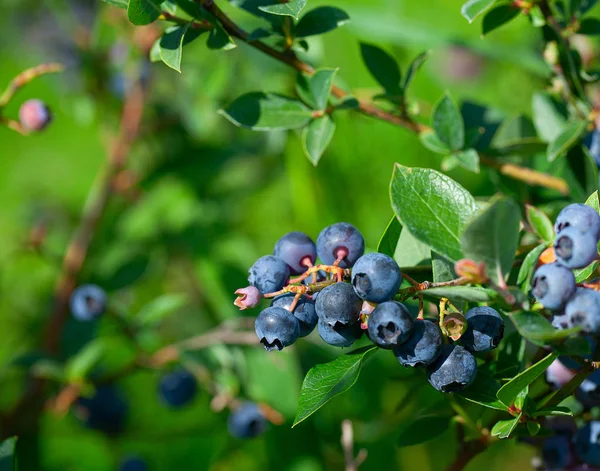 güneşli bir yaz gününde büyüyen yaban mersini