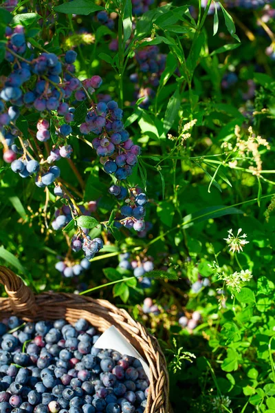 Cultivo de mirtilos em um dia ensolarado de verão — Fotografia de Stock