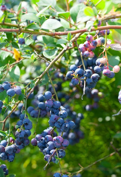 Cultiver des bleuets par une journée ensoleillée d'été — Photo