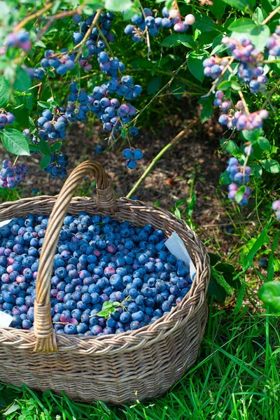 Crescere mirtilli in una giornata estiva soleggiata — Foto Stock