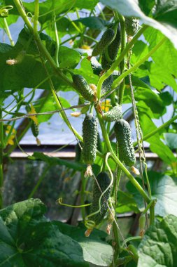 Salatalık büyüyen bir serada