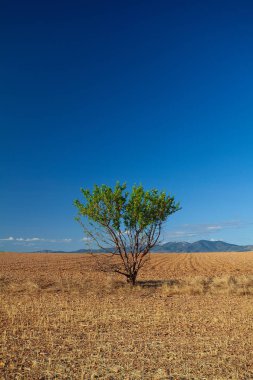 temiz bir çayır üzerinde ağaç ile manzara