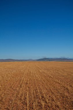 sarar çim ile tarım alanı