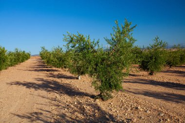 zeytin ağaçlarının genç ekimi