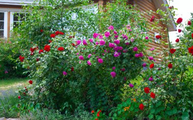 bir bahçede büyüyen güzel gül çalılar
