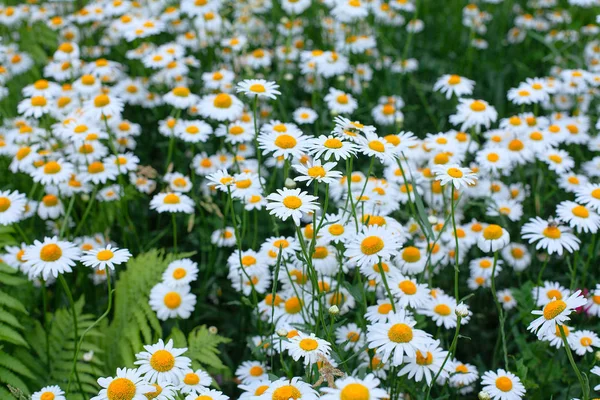 Margaridas flor prado, conceito de jardinagem — Fotografia de Stock