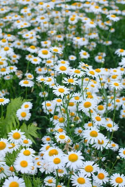 Daisies flower meadow, gardening concept — Stock Photo, Image