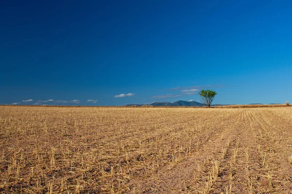 Jordbruksområde med gulnande gräs — Stockfoto