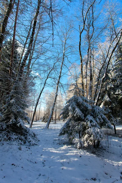 Belo inverno nevado em um dia ensolarado — Fotografia de Stock