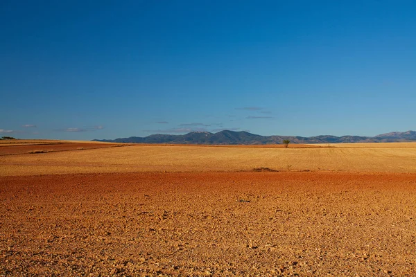 Campo agrícola con hierba amarillenta —  Fotos de Stock