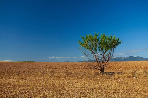 Landskap med träd på en ren äng — Stockfoto