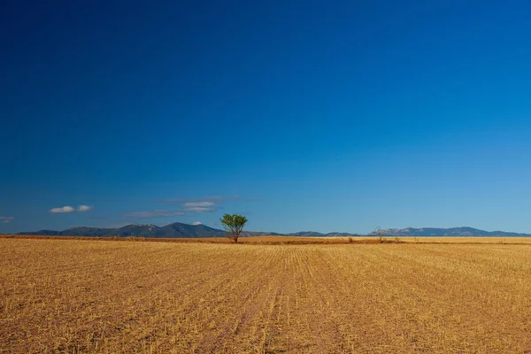 Campo agrícola com grama amarelada — Fotografia de Stock