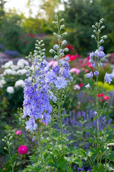 Bloeiende Boom Tuin — Stockfoto