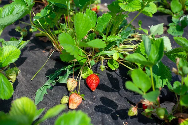 Cultivar fresas orgánicas en un día soleado de verano — Foto de Stock