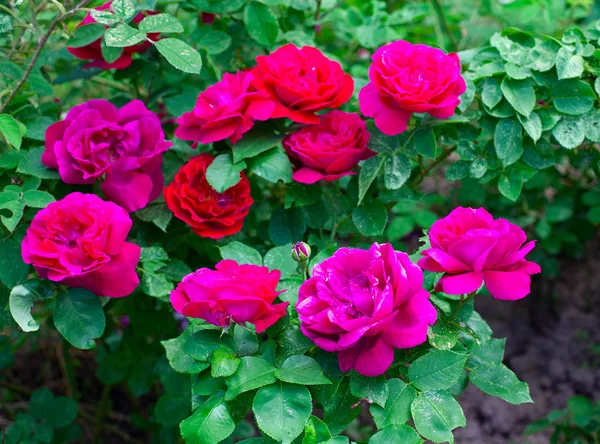 Rosnące piękne krzewy róż w ogrodzie — Zdjęcie stockowe
