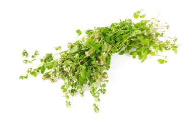 beyaz arkaplanda marjoram izole