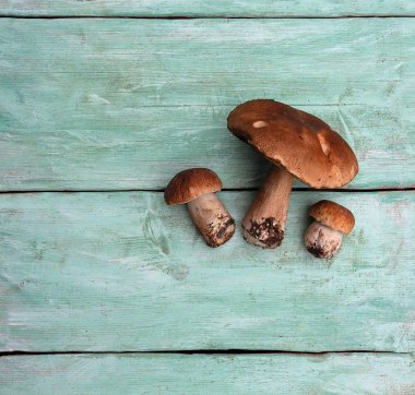 ahşap yüzeyde taze mantar