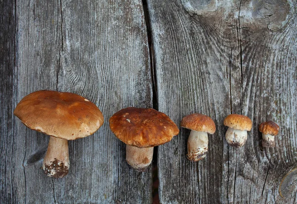 Fresh mushrooms on wooden surface — Stock Photo, Image