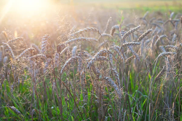 Pšeničné pole s kukuřičnými květy večer — Stock fotografie