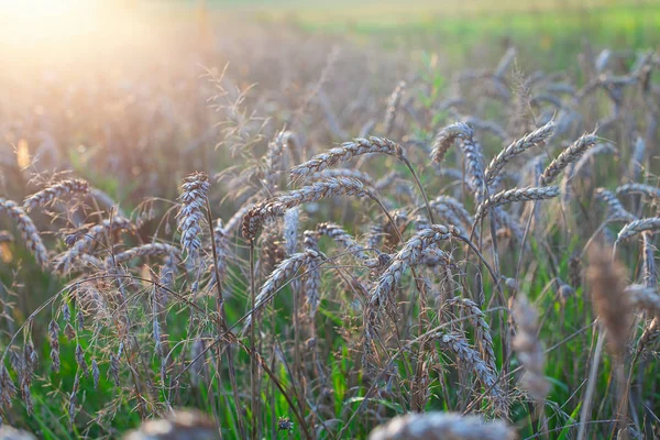 Pšeničné pole s kukuřičnými květy večer — Stock fotografie