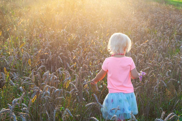 Милая маленькая девочка ходит по пшеничному полю — стоковое фото