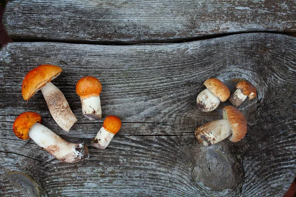 Verse paddenstoelen op houten oppervlak — Stockfoto