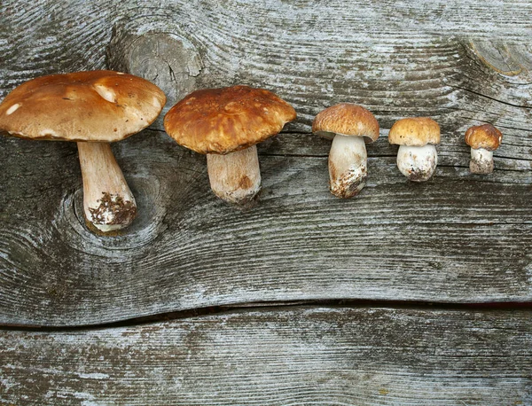 Fresh mushrooms on wooden surface — Stock Photo, Image