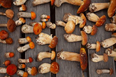 ahşap yüzeyde taze mantar