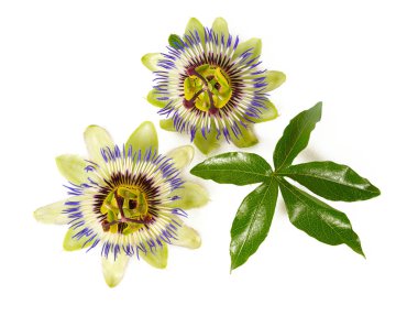 Beyaz arka plan üzerinde izole tutku çiçek