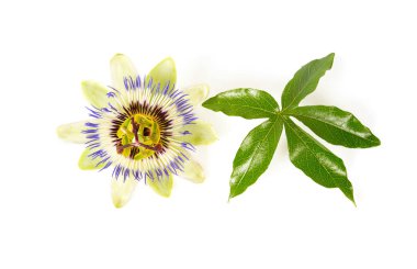 Beyaz arka plan üzerinde izole tutku çiçek