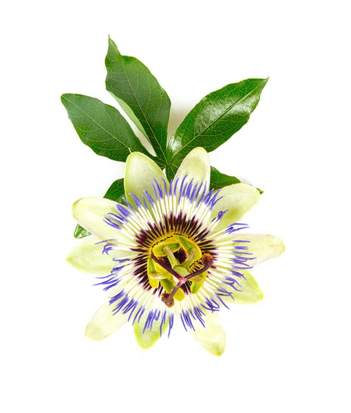 Passion flower isolated on white background — Stock Photo, Image