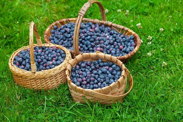 Freshly picked blueberries in a baskets on grass — Stock Photo, Image