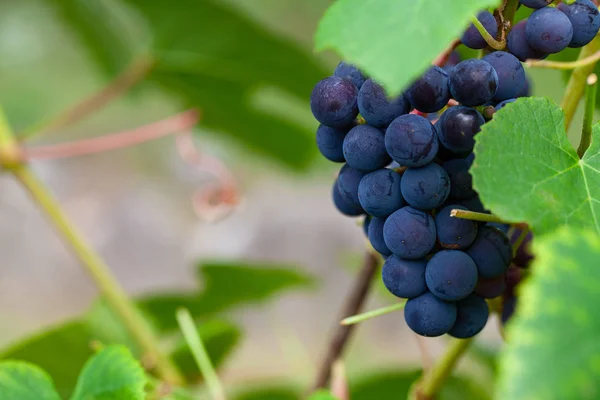 Druiven kweken op de wijnstok — Stockfoto