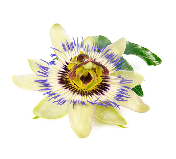 Passion flower isolated on white background — Stock Photo, Image
