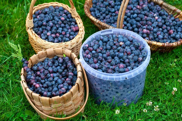 Freshly picked blueberries in a baskets on grass — Stock Photo, Image