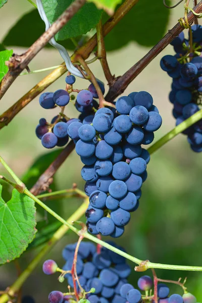 Blauwe druiven groeien op Vine — Stockfoto