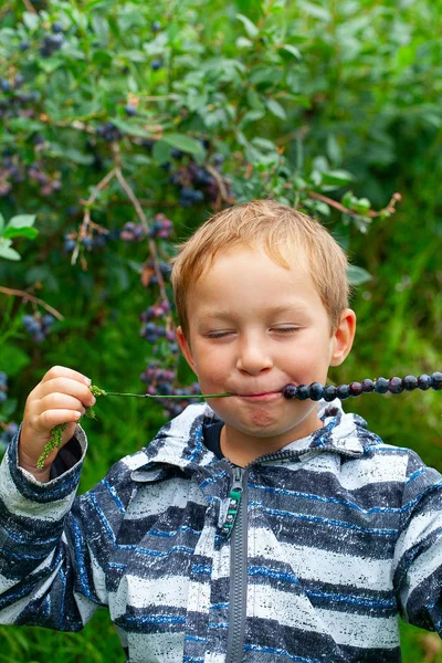 Bonito menino de 5 anos está comendo mirtilos na plantação de baga — Fotografia de Stock