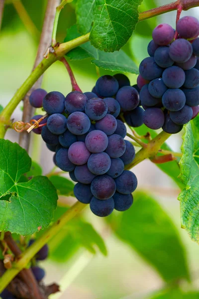 Druiven kweken op de wijnstok — Stockfoto