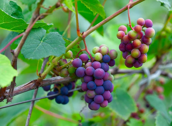 Выращивание винограда на винограднике — стоковое фото