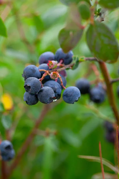 Fruit aux myrtilles sur le Bush — Photo