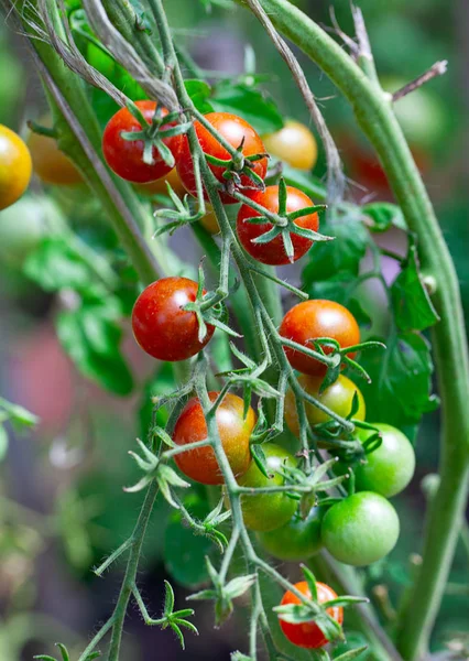 Olgun domates yeşil evde büyüyen — Stok fotoğraf