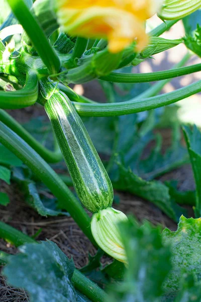 Vackra Zuchini växer i trädgården — Stockfoto