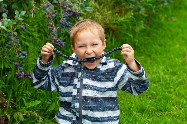 Bonito menino de 5 anos está comendo mirtilos na plantação de baga — Fotografia de Stock