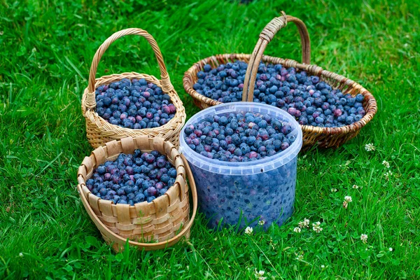 Freshly picked blueberries in a baskets on grass — Stock Photo, Image